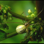 Pavouček štěstíček...