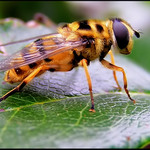 A pak že tygři nelítaj...