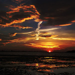 Cierny jastrab zostreleny