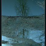 Zimne ladený odraz stromov