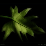Shadow Play