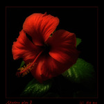 Shadow Play II