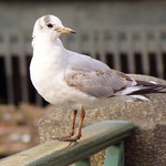 Můj Jonathan Livingstone