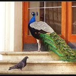 ..hele, za kolik jsi koupil ty péra?