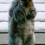 Malá(veľká)bojovnica