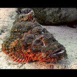Scorpionfish
