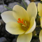 Crocus