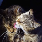 Stará láska nerezaví!