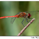 Vážka rudá(Sympetrum sanguineum)