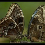 Bratrské dělení ...