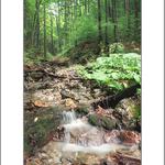 <b>Potůček</b> ve Slovenském ráji