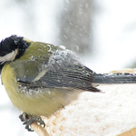 Těžký život ptáčků