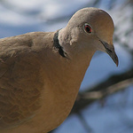 Na krmítku - hrdlička