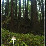 TRPASLIK V RISI OBRU.