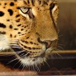 POSLEDNÍ ČTYŘNOHÁ KOČKA...