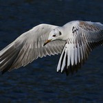 To je práce, pořád máchat křídly...