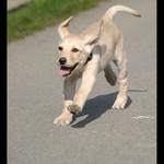 <b>UŽ BĚŽÍM STRÝČKU FIDO!!</b>