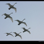 <b>letka juniorek</b>