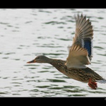 <b>prostě kachna</b>