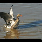 <b>husa (pro změnu)</b>