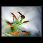 <u>***<B>-´,´¤,-</B>***</U><B>