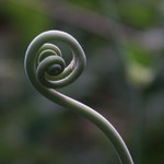 jemný dotek pralesa