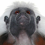 Neodolatelná modelka