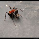 *** battle without honor ***