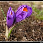 *** jarní kytkoň ***