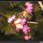 *** První jarní včelka ***