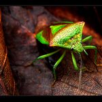 <B>.:Colours of Life 2:.</B>