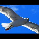 <B>.:The Patrol:.</B>