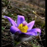 <B>.: Poniklec slovenský (Pulsatilla slavica) :.</B>