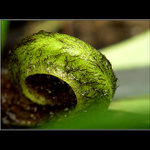 <B>Budoucí kapradí...:O)))