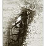 Zamlžené svítání