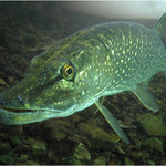 ... z očí do očí...