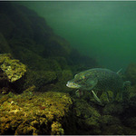 Temně zelený svět