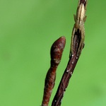 schovanej