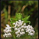 Uň