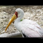 Nesyt africký ( Mycteria Ibis )