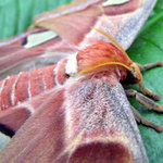 ButterFly 2