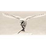 ...soví high key...