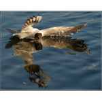 Zrkadielko povec ze mi kto je najkrajsi na PP