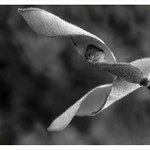 Poslední semeno v lusku