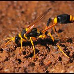 Mud dauber
