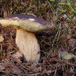 Vzpomínka na úrodný podzim