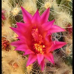 Pestík, tyčinka, okvětní lístek ...