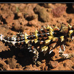 A pak že draci vymřeli