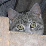 bojazlivy kocurik