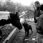 ..Ahoj koni,já sem pes...